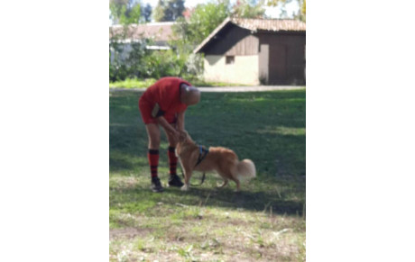 EDUCATION CHIEN ADULTES MARDI MATIN ( Raymond)