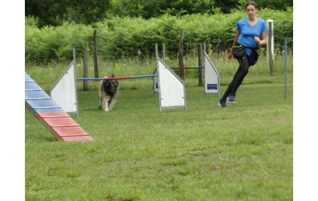 AGILITY MICHÈLE SAMEDI Jeunes chiens 
